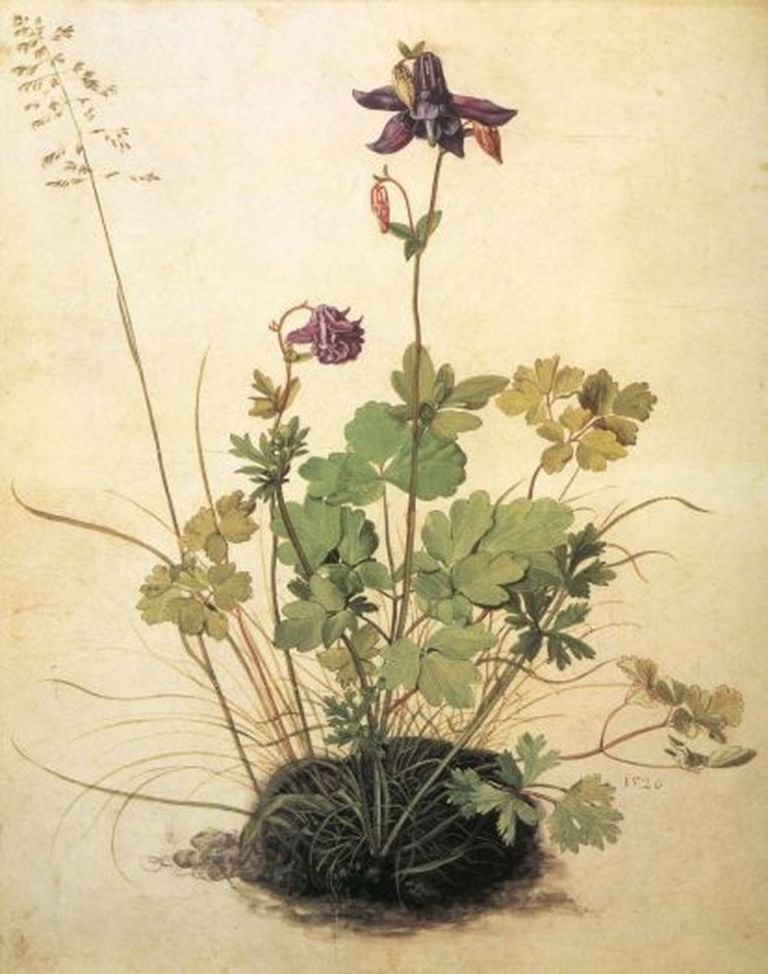 Albrecht Dürer, Ancolie (Aquilegia vulgaris L.), 1526