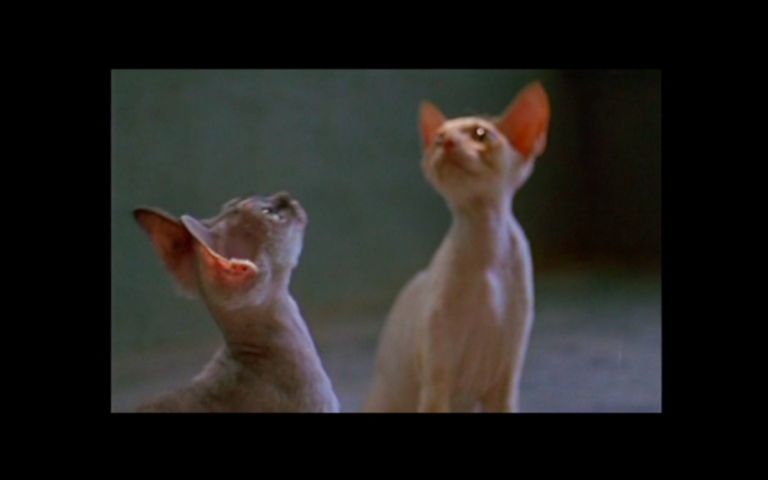 Armin Linke, Devon Rex, 2003_still video