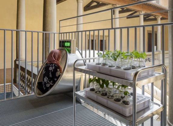 Carsten Höller, Plant Decision-Making Based on Human Smell of Fear and Joy, 2018. Installation view at Palazzo Strozzi, Firenze 2018. Photo Attilio Maranzano, courtesy the artist © Carsten Höller