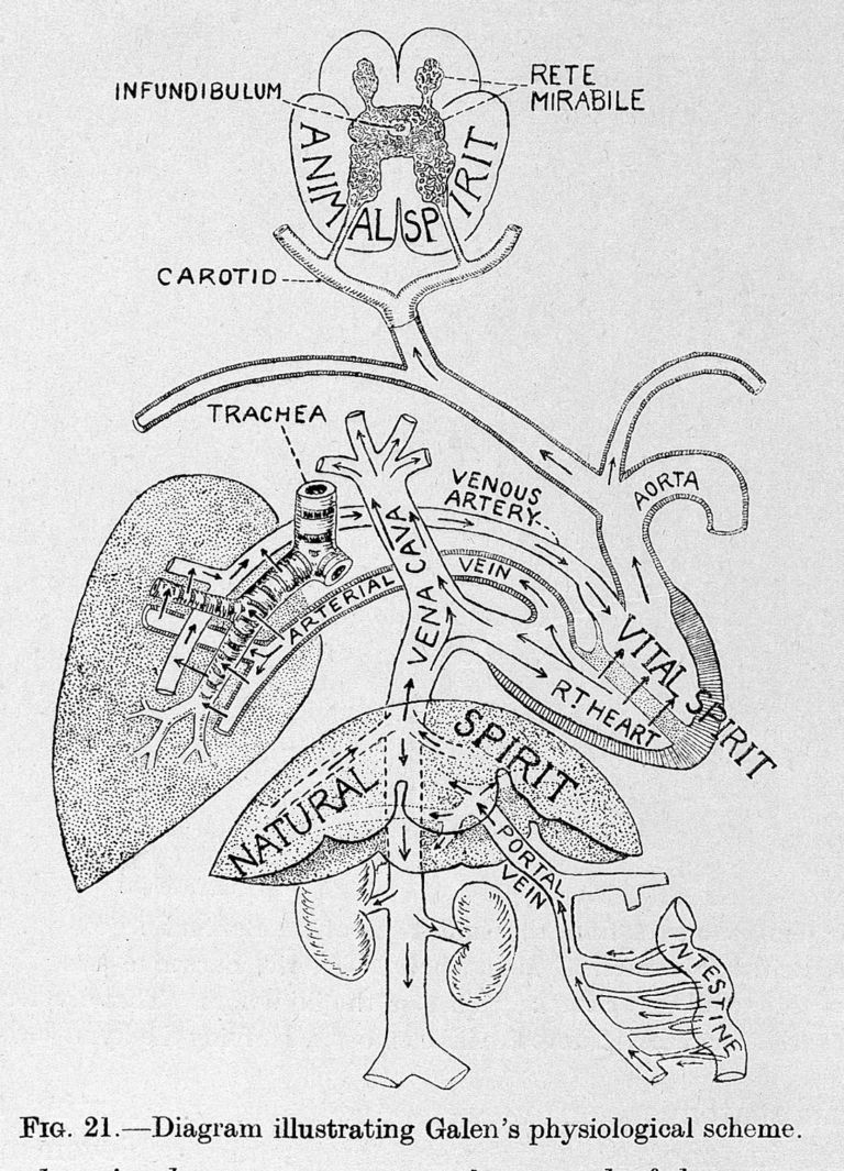 Galen's physiological scheme Credit: Wellcome Library, London. Wellcome Images Diagram illustrating Galen's physiological scheme
