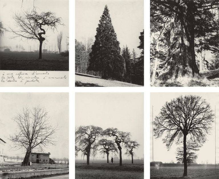 Immagini della campagna fotografica propedeutica alla catalogazione e al ridisegno degli alberi, 1963-82. Courtesy Archivio Architetto Cesare Leonardi © Cesare Leonardi e Franca Stagi