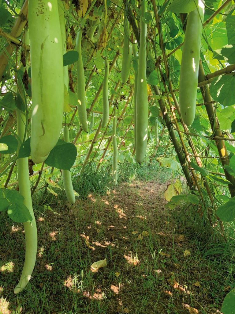 Leone Contini, Cucuzza People, 2019, dettaglio, PAV – Parco Arte Vivente, Torino. Photo Valentina Bonomonte, courtesy the artist & Parco Arte Vivente, Torino