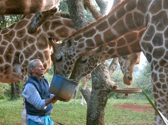 Peter Beard, A photo of photographer Peter Beard at Hog Ranch in 2014 feeding giraffes - fonte Wikipedia - CC BY-SA 4.0