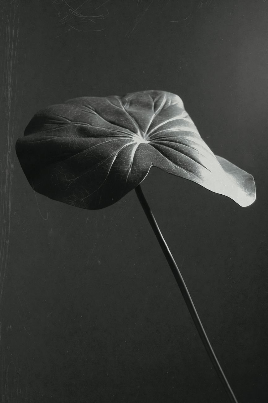 Sergio Zavattieri, Hoja Lotus, 2005, stampa archival inkjet su carta baritata, 140x100 cm