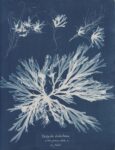 Anna Atkins, Algae, 1843