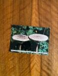 Ettore Favini postcard