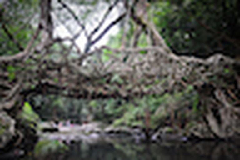 Ponte di radici nello stato del Meghalaya, India