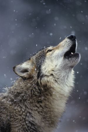 Fotografia e diritto d’autore. Il lupo che ulula di Daniel Cox è un’opera d’arte