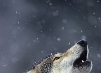 © Daniel J. Cox-NaturalExposures.com