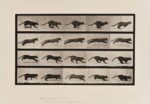 Eadweard Muybridge, Animal Locomotion. Plate 719, 1887. Collezione Daniela Ferraria, Roma