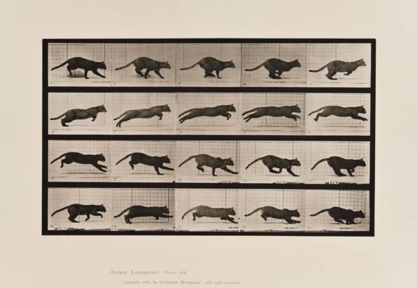 Eadweard Muybridge, Animal Locomotion. Plate 719, 1887. Collezione Daniela Ferraria, Roma