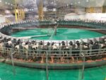 International Baladna cows’ general assembly at the world’s largest rotary milking machine, holding 100 cows. Photo © Petra Blaisse