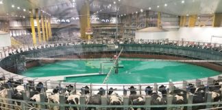 International Baladna cows’ general assembly at the world’s largest rotary milking machine, holding 100 cows. Photo © Petra Blaisse