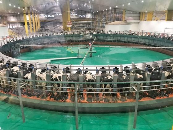 International Baladna cows’ general assembly at the world’s largest rotary milking machine, holding 100 cows. Photo © Petra Blaisse