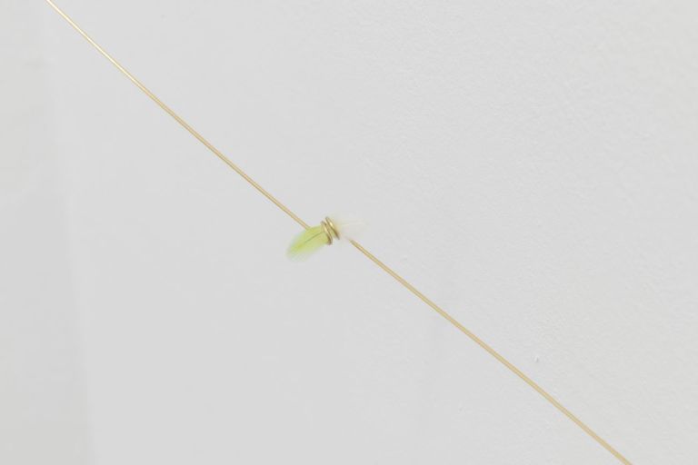 Joana Escoval, Using what you have to remember what you saw, 2019, oro, parrocchetto, piuma, cm 60x63x19