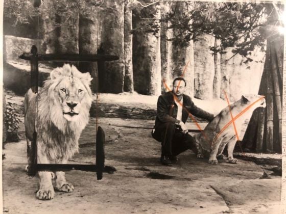 Linda Fregni Nagler, Little History of Subjugation. Animals. Lion, 2020, stampa alla gelatina d'argento ritoccata a mano, toner al selenio, cm 42,5x61,5