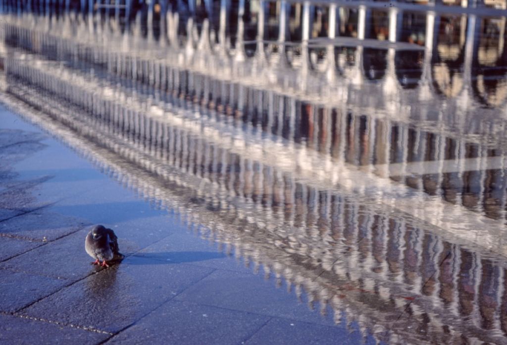 Qualcosa ai Giardini della Biennale avviene: omaggio a Fulvio Roiter con le sue foto di Venezia