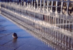 Qualcosa ai Giardini della Biennale avviene: omaggio a Fulvio Roiter con le sue foto di Venezia