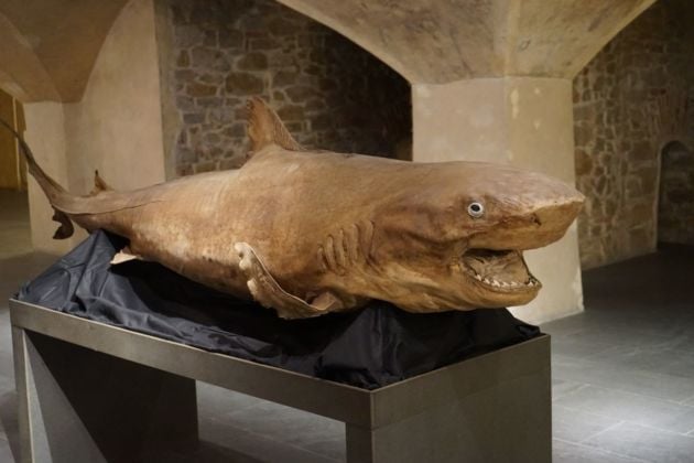 Di squali e di balene. Exhibition view at Museo Marino Marini, Firenze 2020