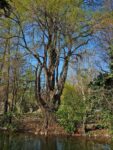 Giardini pubblici a Milano. Albero di Taxodium. Photo Claudia Zanfi
