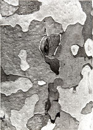 Luigi Veronesi, Struttura, 5, 1938, gelatina bromuro d’argento. Fototeca Biblioteca Panizzi, dono Liliana De Matteis