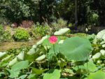 Palermo, Orto Botanico