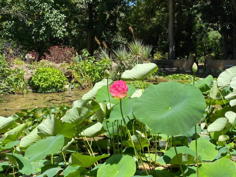 Palermo, Orto Botanico