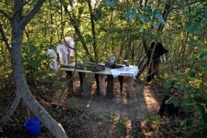 Uno studio d’artista nel cuore di un bosco. Clarulecis, il progetto di Chiara Lecca