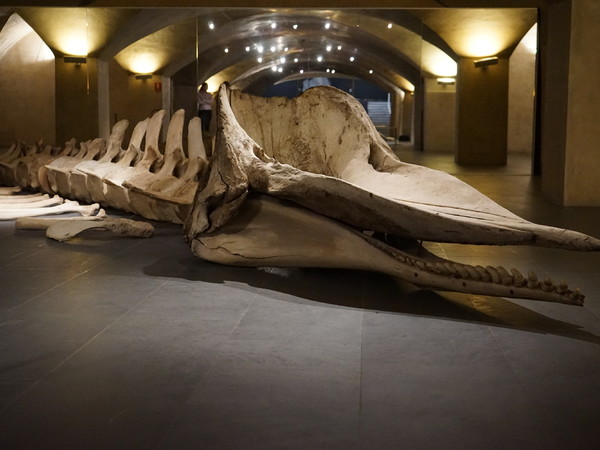 Di squali e di Balene, Museo Marino Marini di Firenze