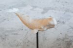 Petra Feriancová, Balena di S. Lorenzo, 2020, scultura in creta cotta, cm 80x50, photo Annamaria La Mastra