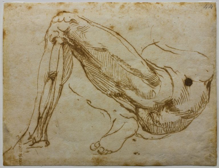 Michelangelo Buonarroti Studio di gambe, 1524-1525 penna, mm 149 x 193 Firenze, Casa Buonarroti, inv. 44 F