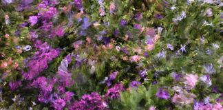 Davide Quayola, Jardins d'été, 2016 © 2020 Quayola