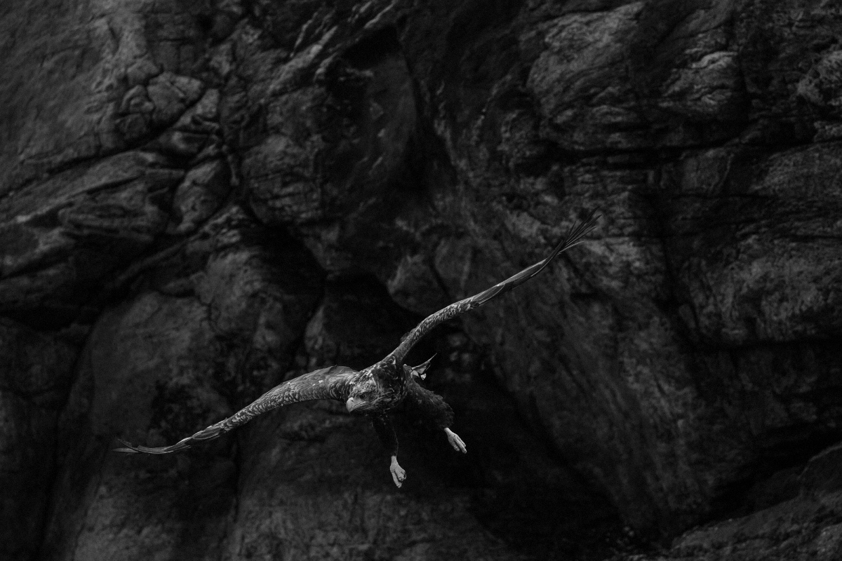 Un’aquila di mare, il più grande uccello rapace della Norvegia, nei fiordi dell’arcipelago di Flatanger. Lauvsnes, Norvegia, 2019. ©Paolo PellegrinMagnum Photos 