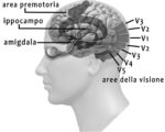 Il cervello. Immagine Angela Savino & Ottavio De Clemente