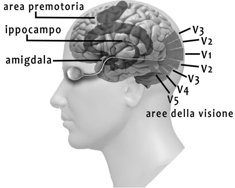 Il cervello. Immagine Angela Savino & Ottavio De Clemente