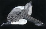 Nate Lewis, Signalling 34, 2020, hand sculpted ink jet print, ink, frottage, graphite, 35,5x63,5 cm, Anna Marra Arte Contemporanea, Roma