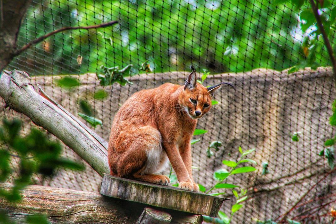 Una lince allo zoo. Photo PROMobilePictuers via Pixabay