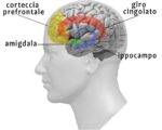 Aree cerebrali del giro cingolato, nuclei della base, ipotalamo e amigdala © Angela Savino & Ottavio De Clemente