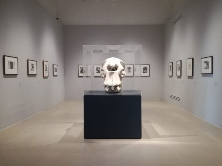  Il disegno dello scultore. Henry Moore. Museo Novecento, Firenze. ph Valentina Silvestrini