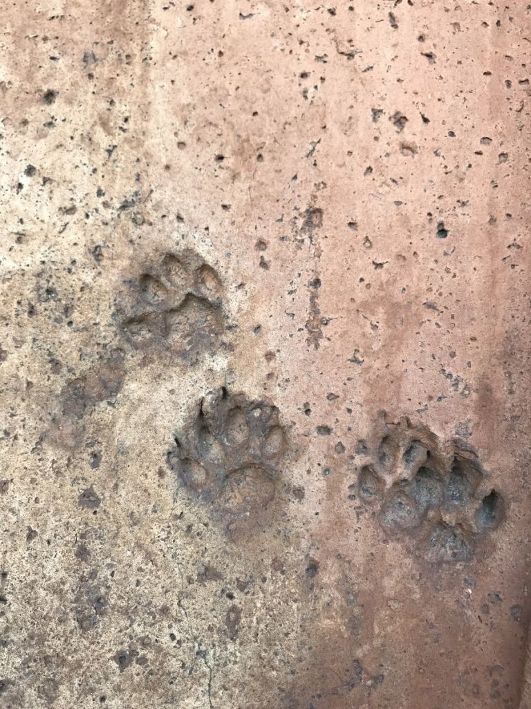 Impronte animali sulle tegole della Cupola del Brunelleschi, Foto di Ambra Nepi, Opera di Santa Maria del Fiore