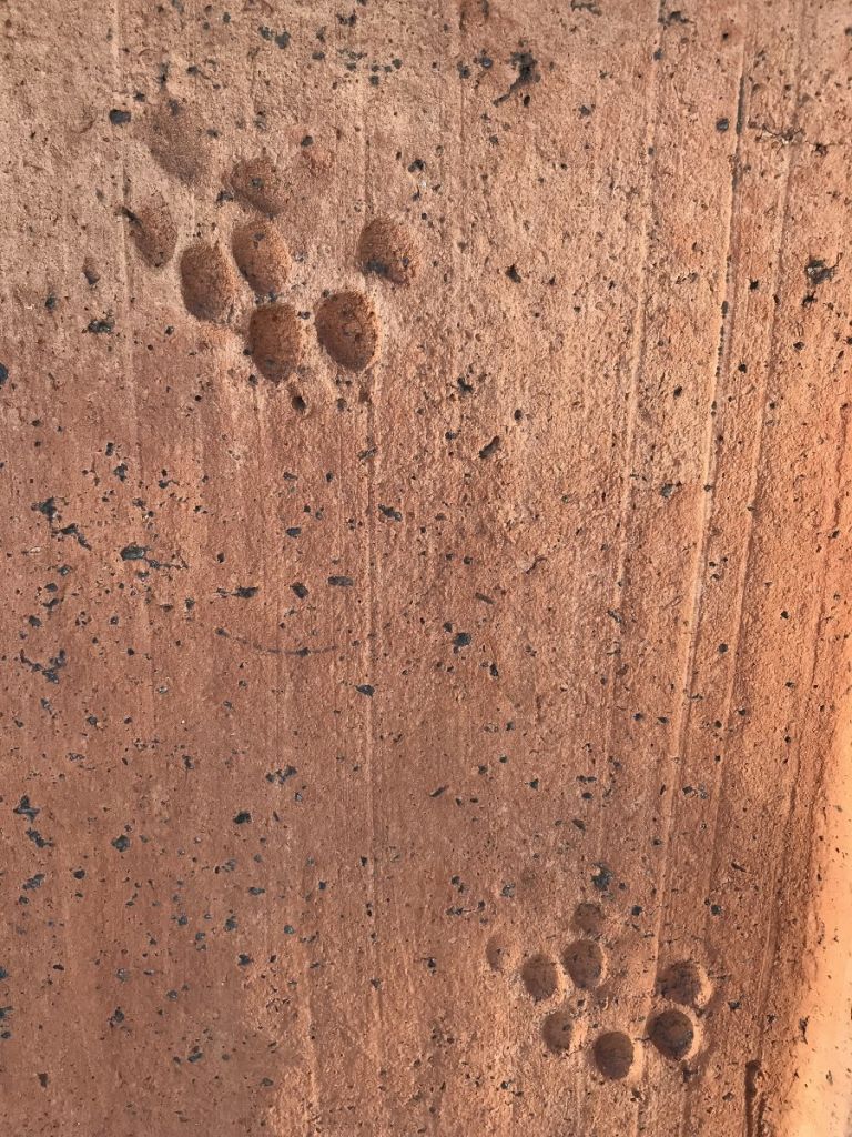 Impronte animali sulle tegole della Cupola del Brunelleschi, foto di Ambra Nepi, Opera di Santa Maria del Fiore