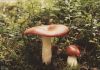 John Cage, Mushroom