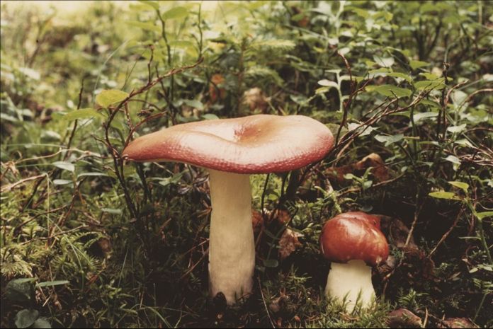 John Cage, Mushroom
