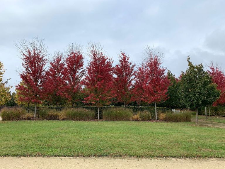 Reggia della Venaria Reale. Giardini. Photo Claudia Zanfi