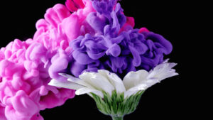Il video di Emilie Grange dedicato alle fantasie cromatiche dei fiori