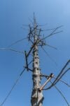 Giuseppe Penone, Abete, piazza della Signoria, Firenze © photo OKNOstudio