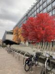 weTree Torino Il Bosco degli altri di Lia Varesio