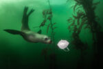 Ralph Pace California sea lion (Zalophus californianus) playing wiht KN95 mask in Monterey, CA.