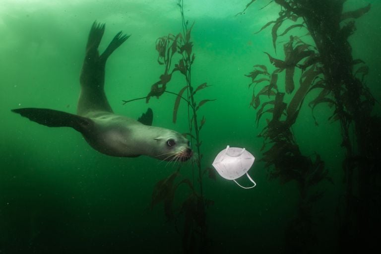 Ralph Pace California sea lion (Zalophus californianus) playing wiht KN95 mask in Monterey, CA.