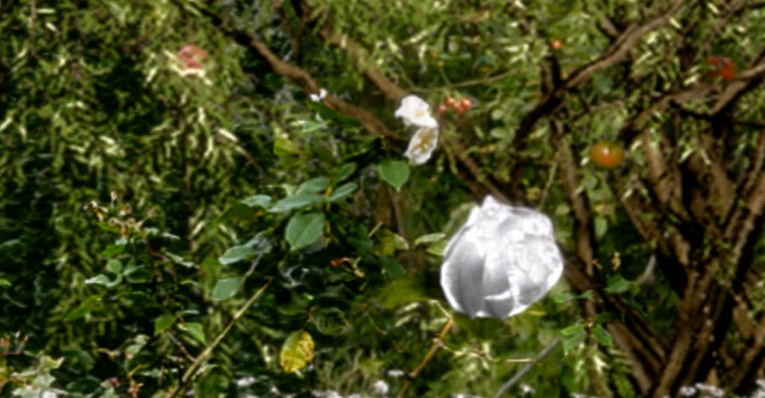 Il Giardino di Maresa. L'artista Mariagrazia Pontorno e il suo primo NFT